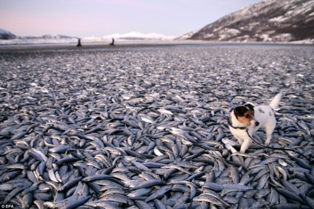 Kenapa ikan herring mati di pantai Norwegia?
