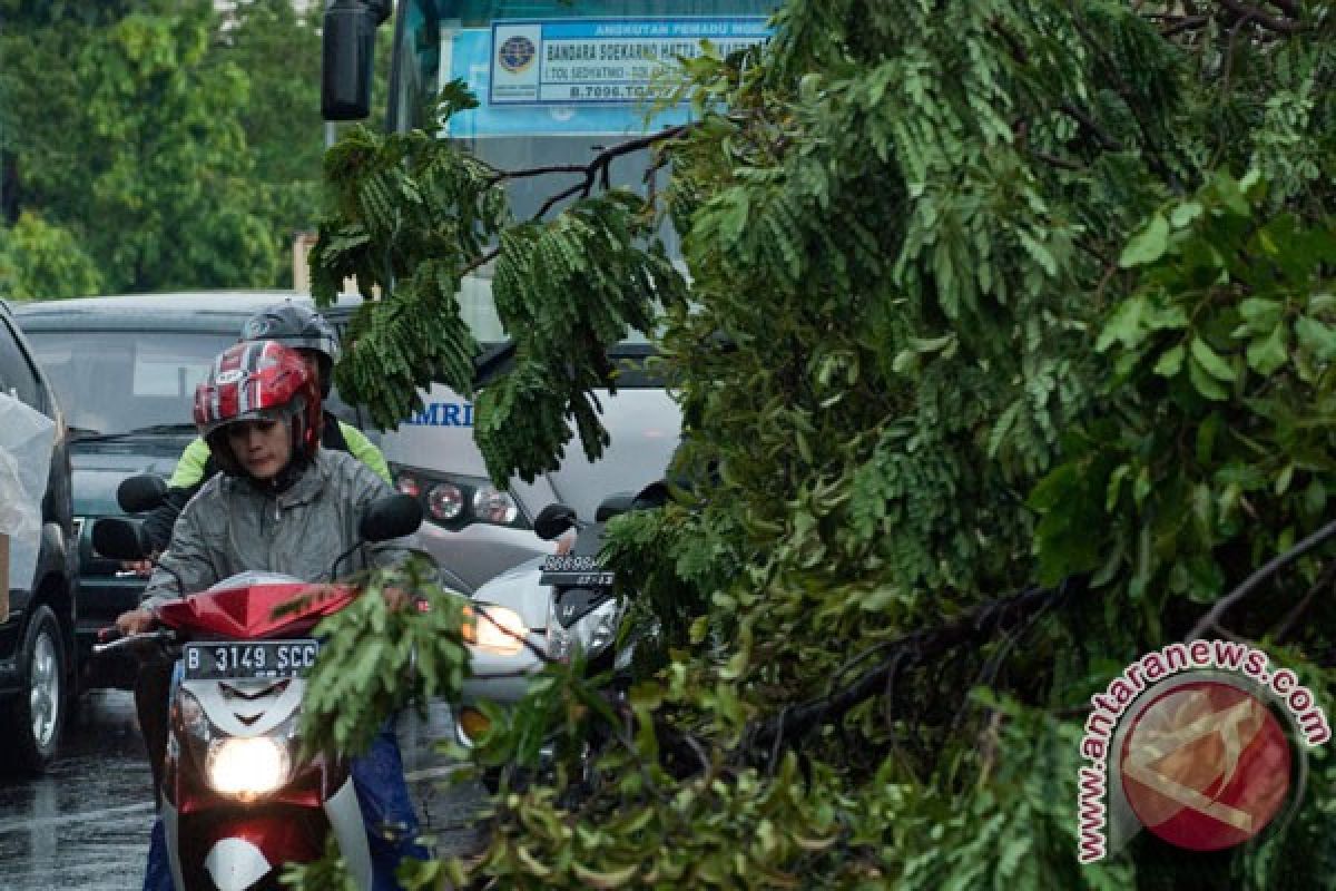 Pohon tumbang di Malang, dua tewas