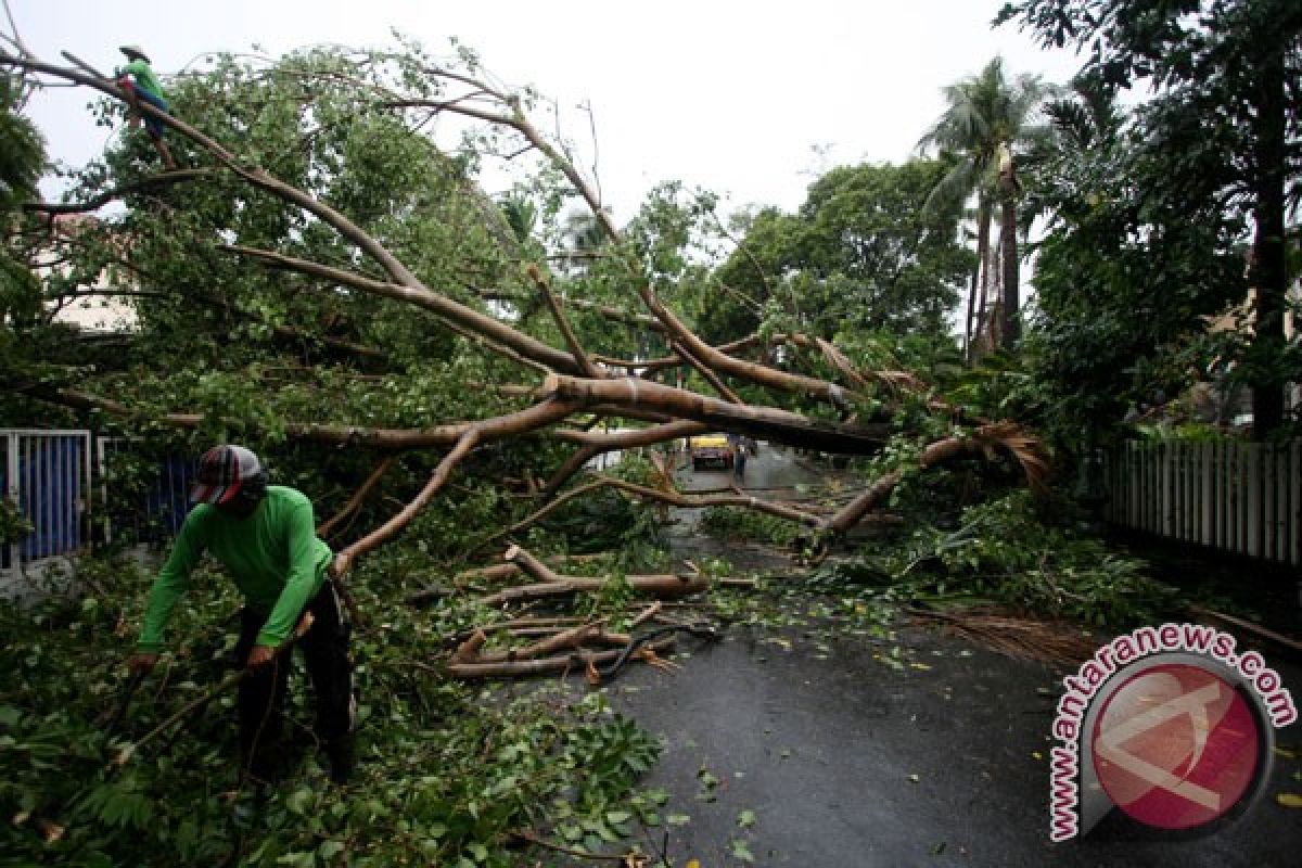 Pohon tumbang akibatkan jalan macet di Palembang 