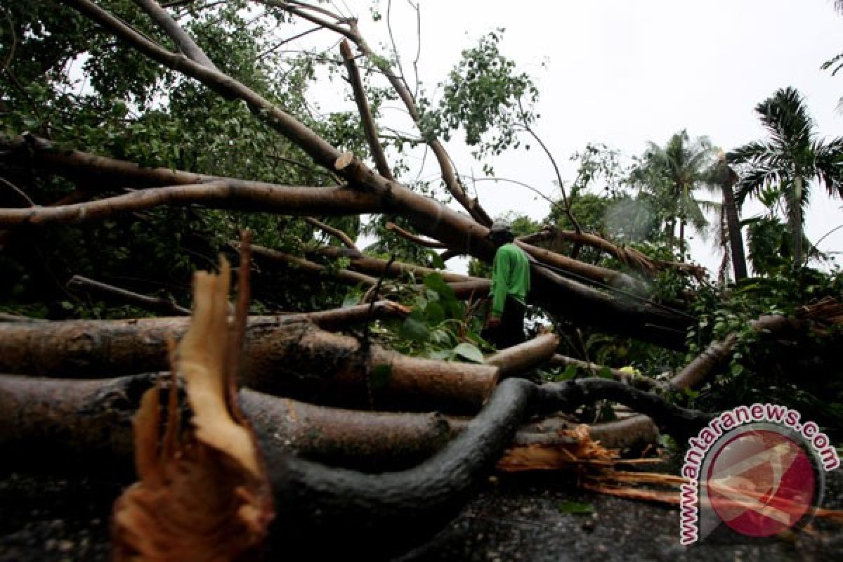 Angin tumbangkan sejumlah pohon di Purwakarta