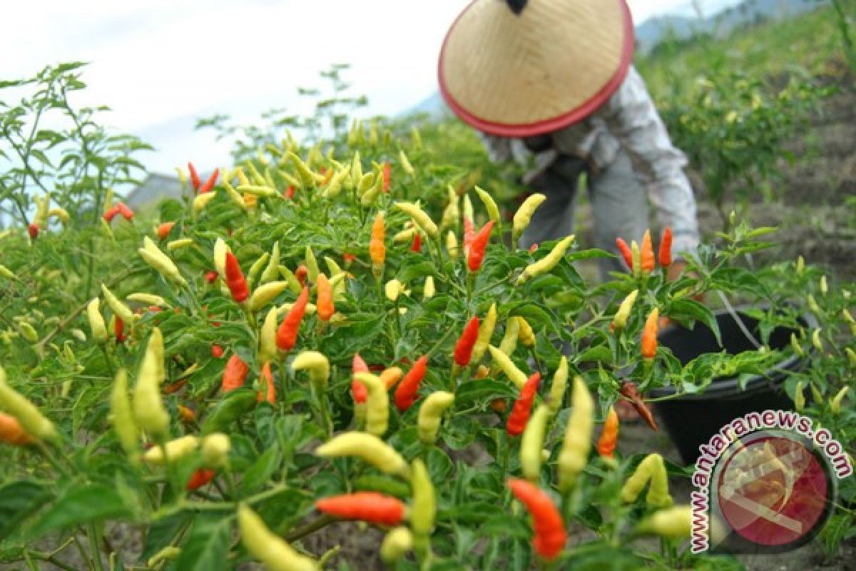 Ministry urged to increase number of spice plantations