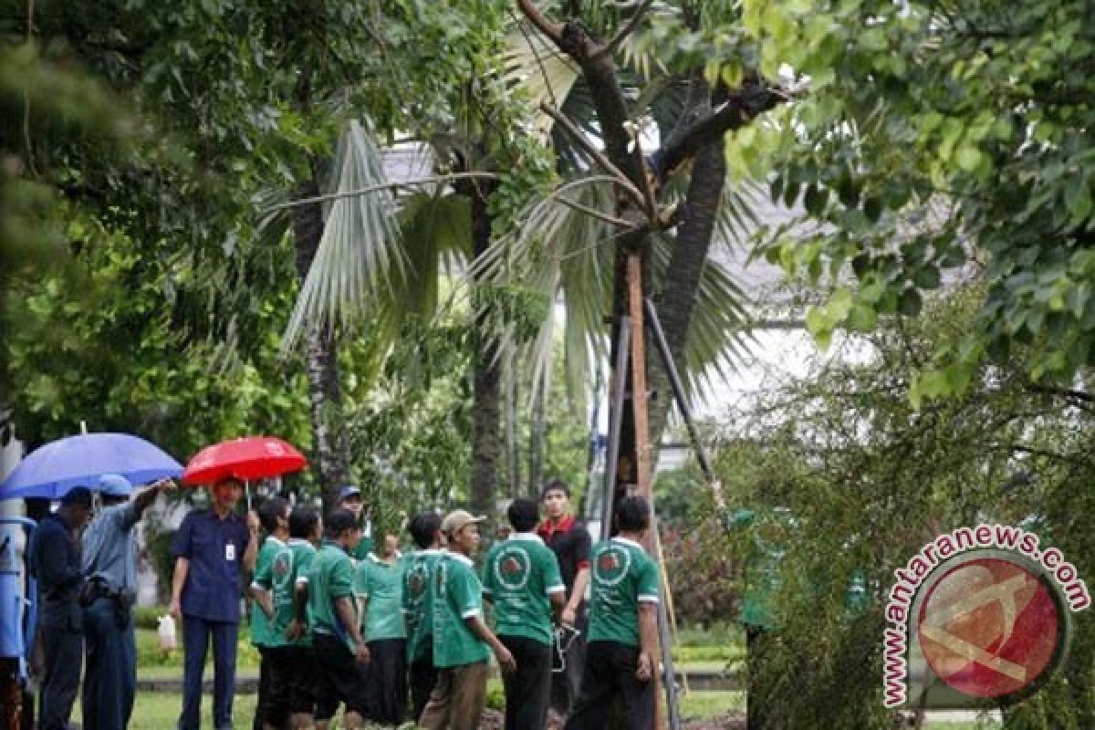 Hujan angin tumbangkan pohon trembesi ditanam presiden