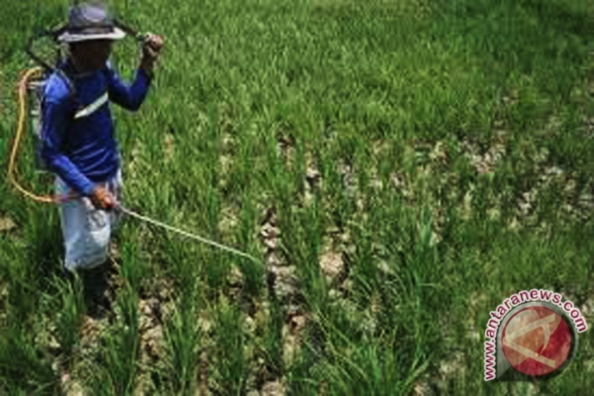 Dinas pertanian bantu petani gagal panen