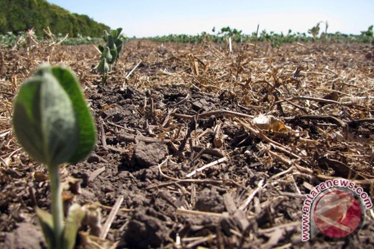 Dry spells spread to wider Indonesian areas, affect farming