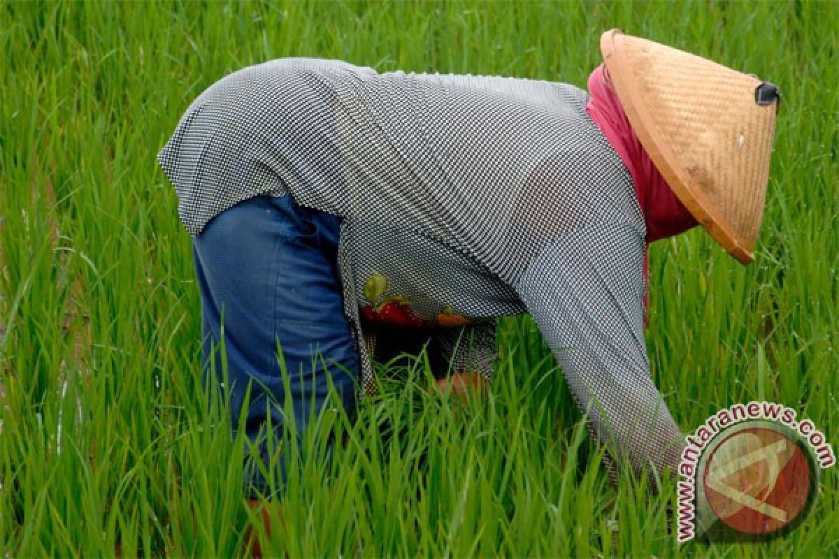 JCI berharap kepentingan petani lokal utama