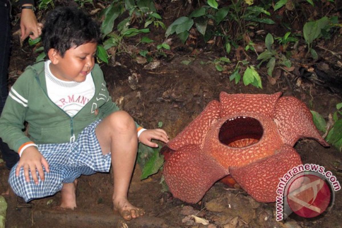 Bunga rafflesia mekar di Taba Penanjung