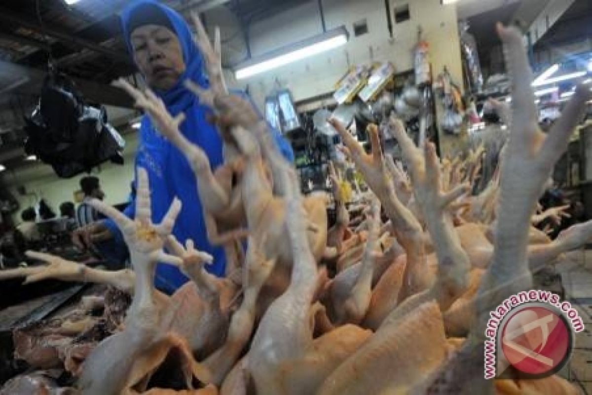 Harga ayam potong di baturaja melonjak