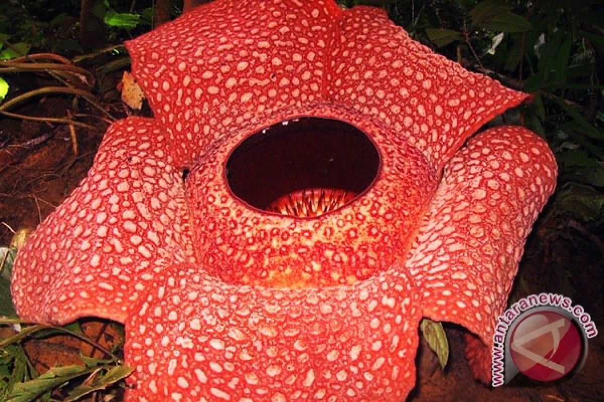 Raflesia arnoldi mekar di bukit daun