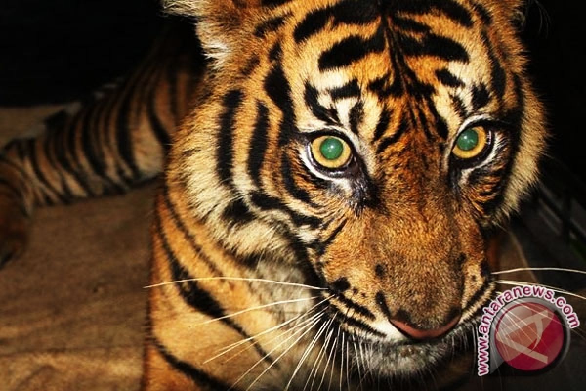 Populasi Harimau Sumatera diperkirakan tinggal 150 ekor