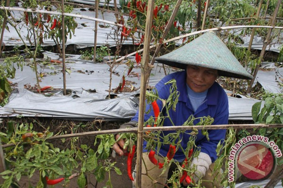 Puluhan hektare buah cabai petani busuk