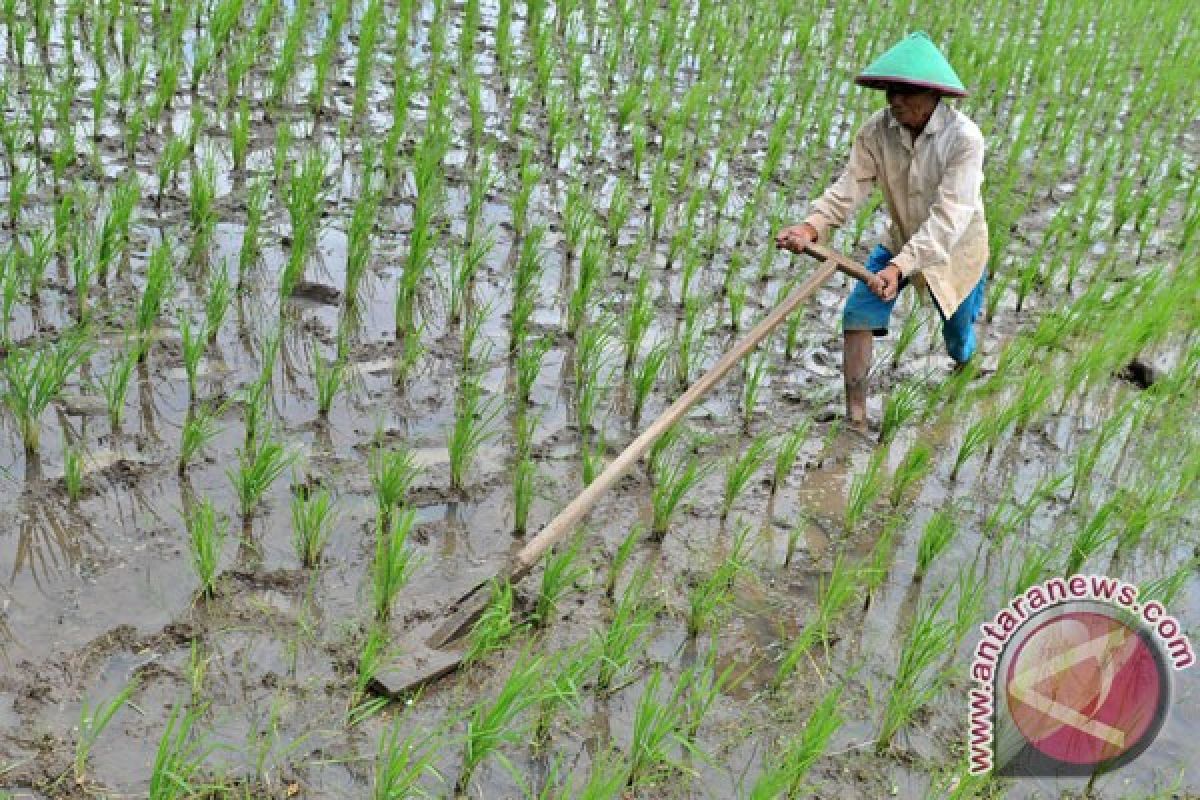 Govt to create rice fields amid food scarcity threat 