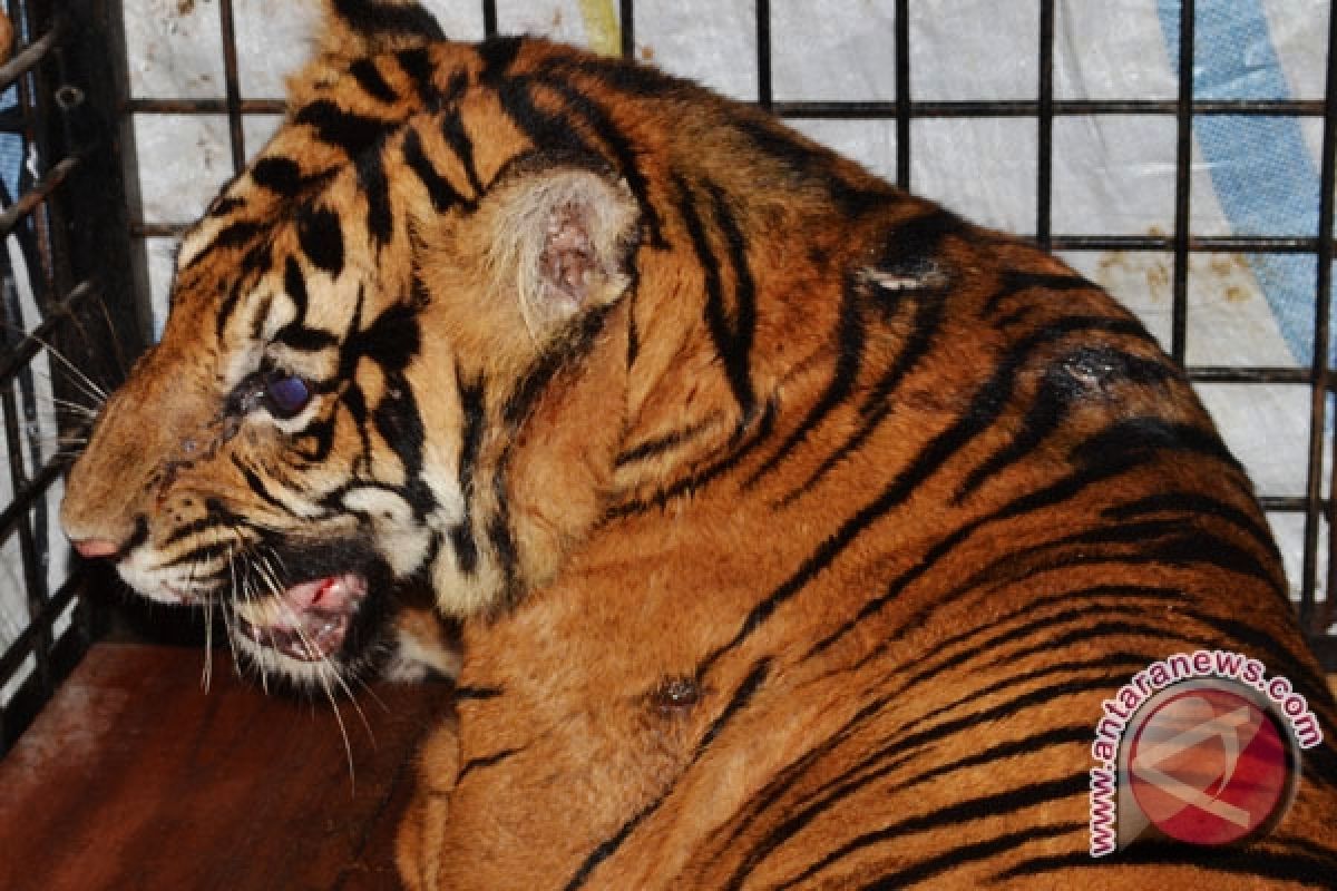 BKSDA tangkap Harimau Sumatra dari kebun warga