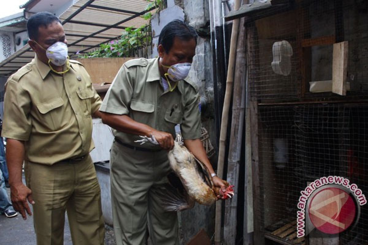 Pemkot temukan 50 unggas positif flu burung