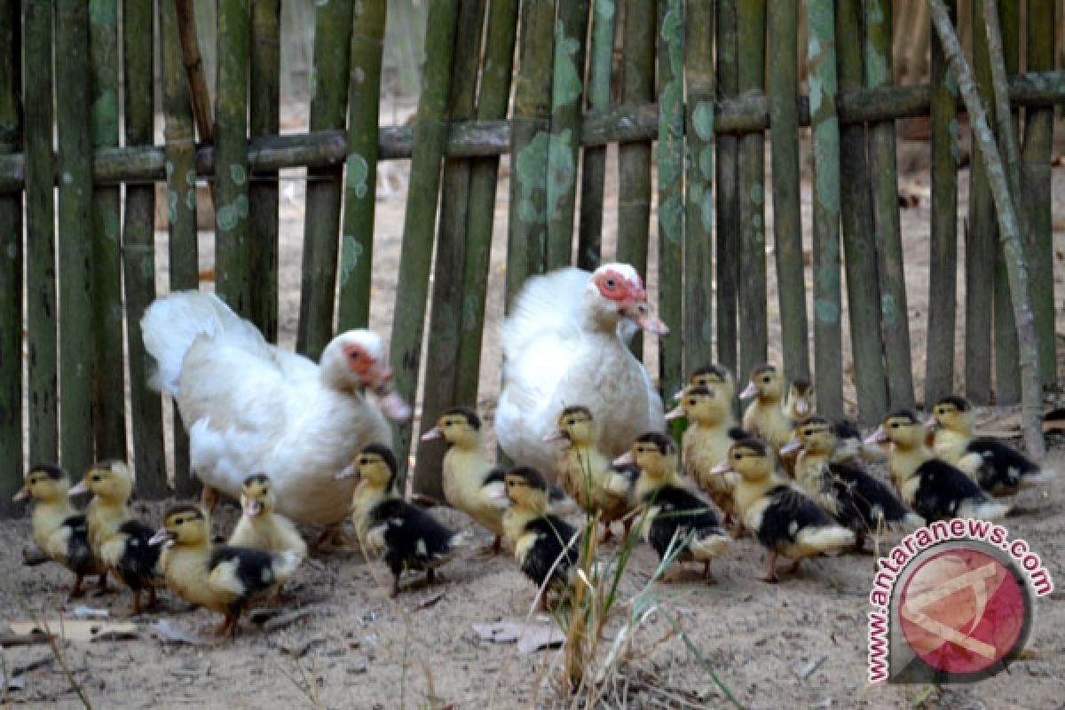 Cegah flu burung dengan tukar ternak