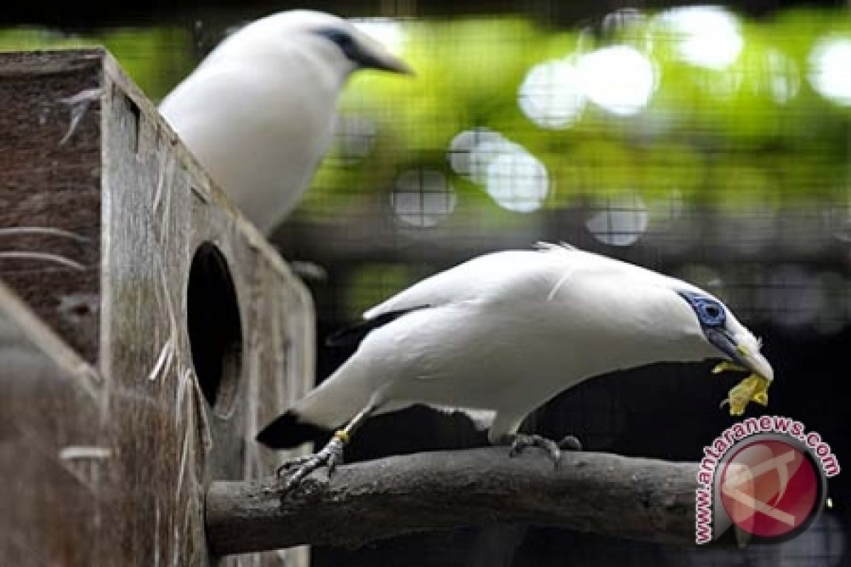 Jenis burung Indonesia bertambah jadi 1.777 macam