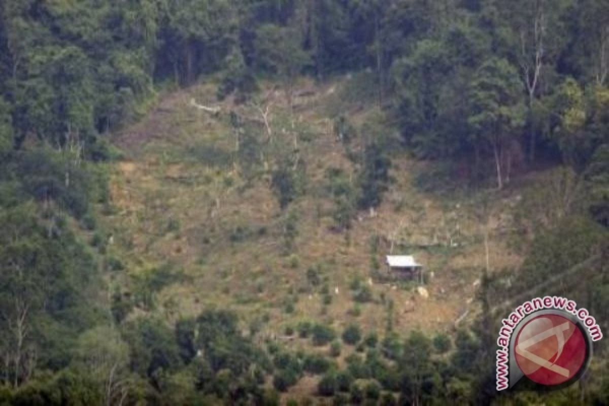 Alihfungsi hutan ancaman petaka besar bagi Jambi