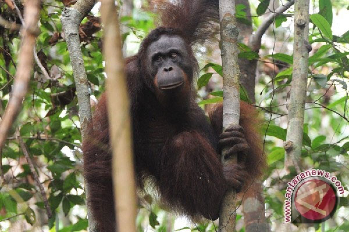 12 Orangutan dilepasliarkan di hari bumi
