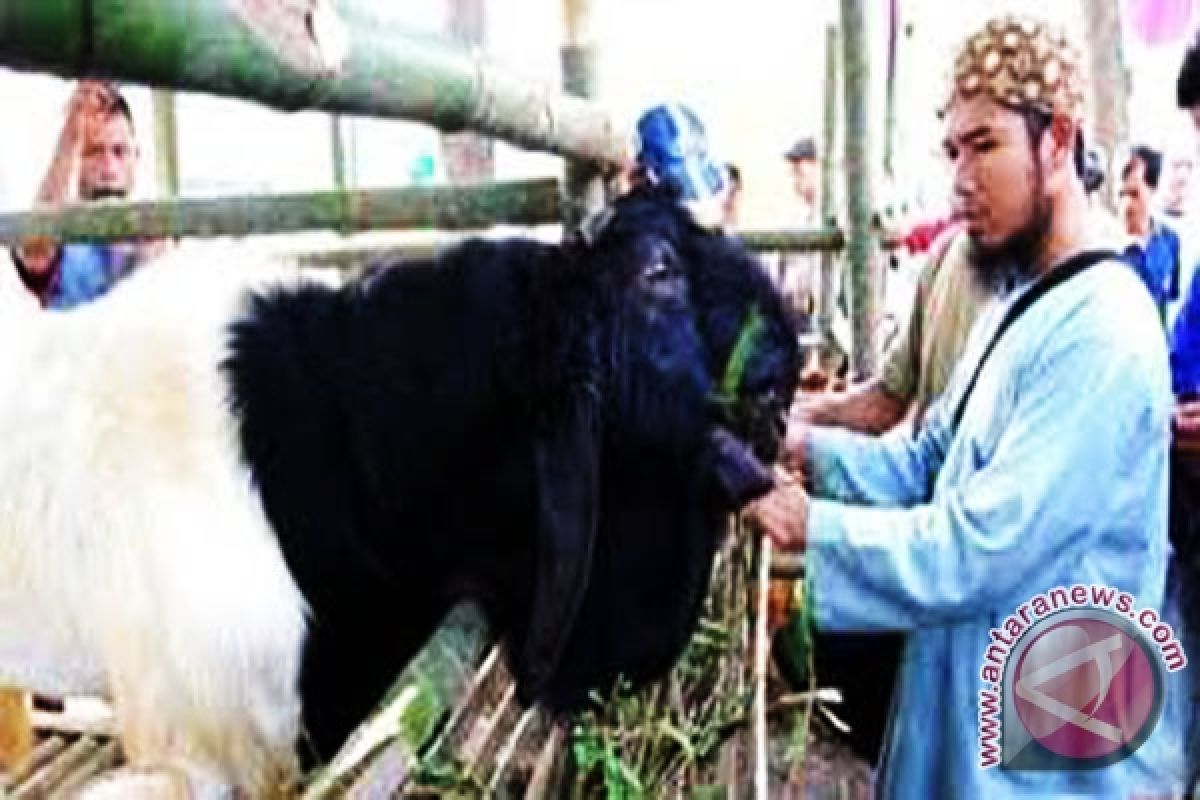 Mukomuko dorong petani manfaatkan susu kambing PE