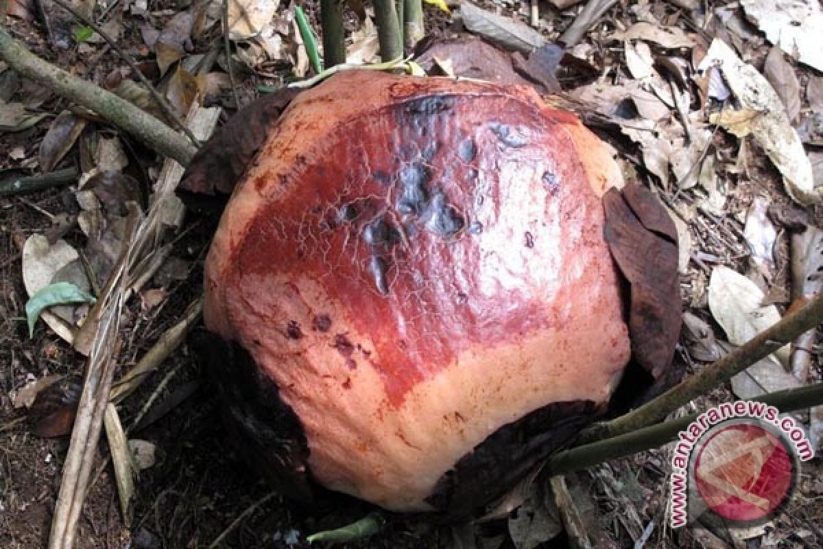 Warga Bengkulu Temukan Sembilan Bonggol Rafflesia Arnoldii