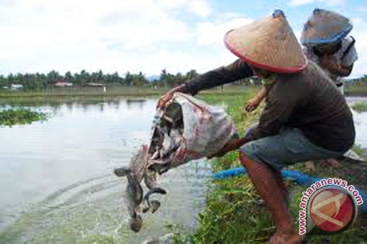 Kolam ikan warga Bengkulu kekeringan