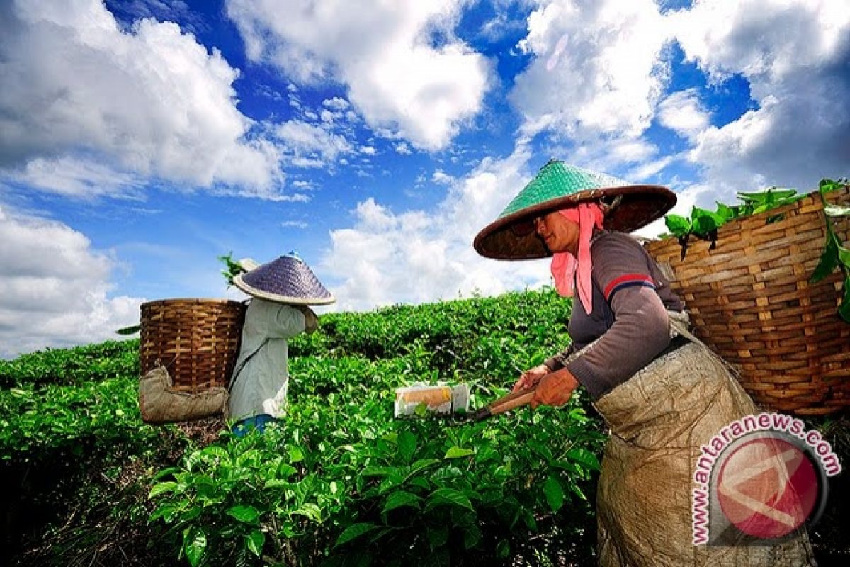 Indonesia impor teh 20 ribu ton