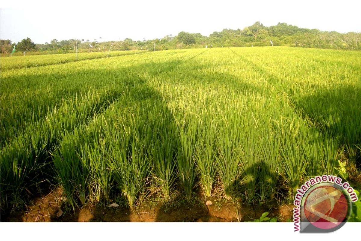 Pemkab Berau Terus Kembangkan Lahan Potensial 