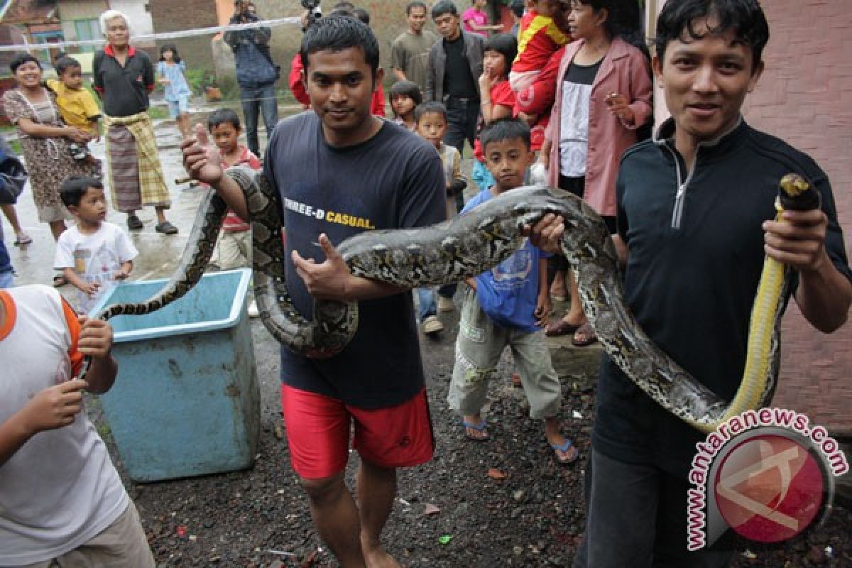 Warga tangkap ular sanca pemakan ternak