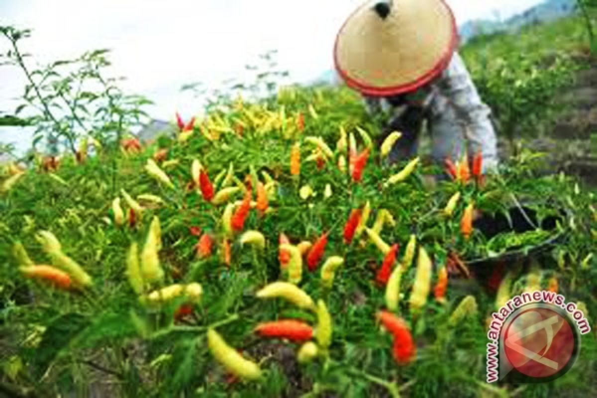 Rejanglebong sentra produksi cabai rawit Bengkulu