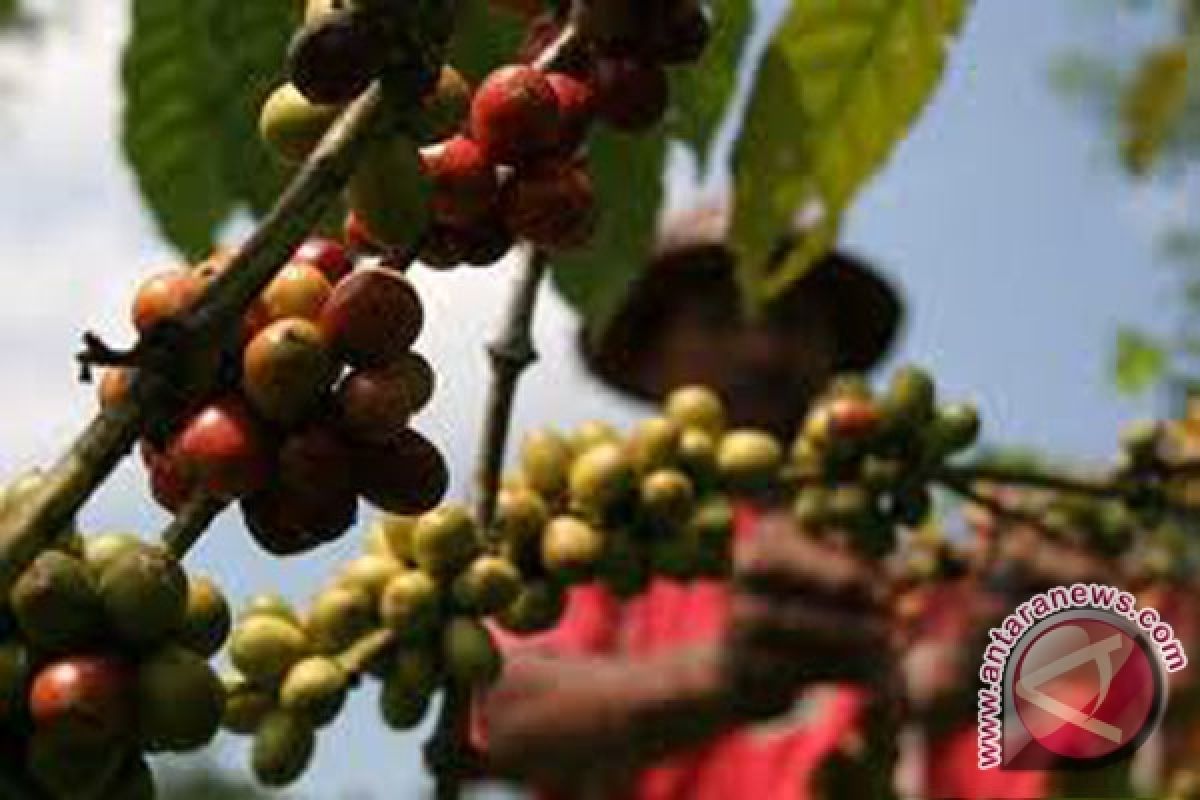 Harga kopi bijian di Rejanglebong kembali turun