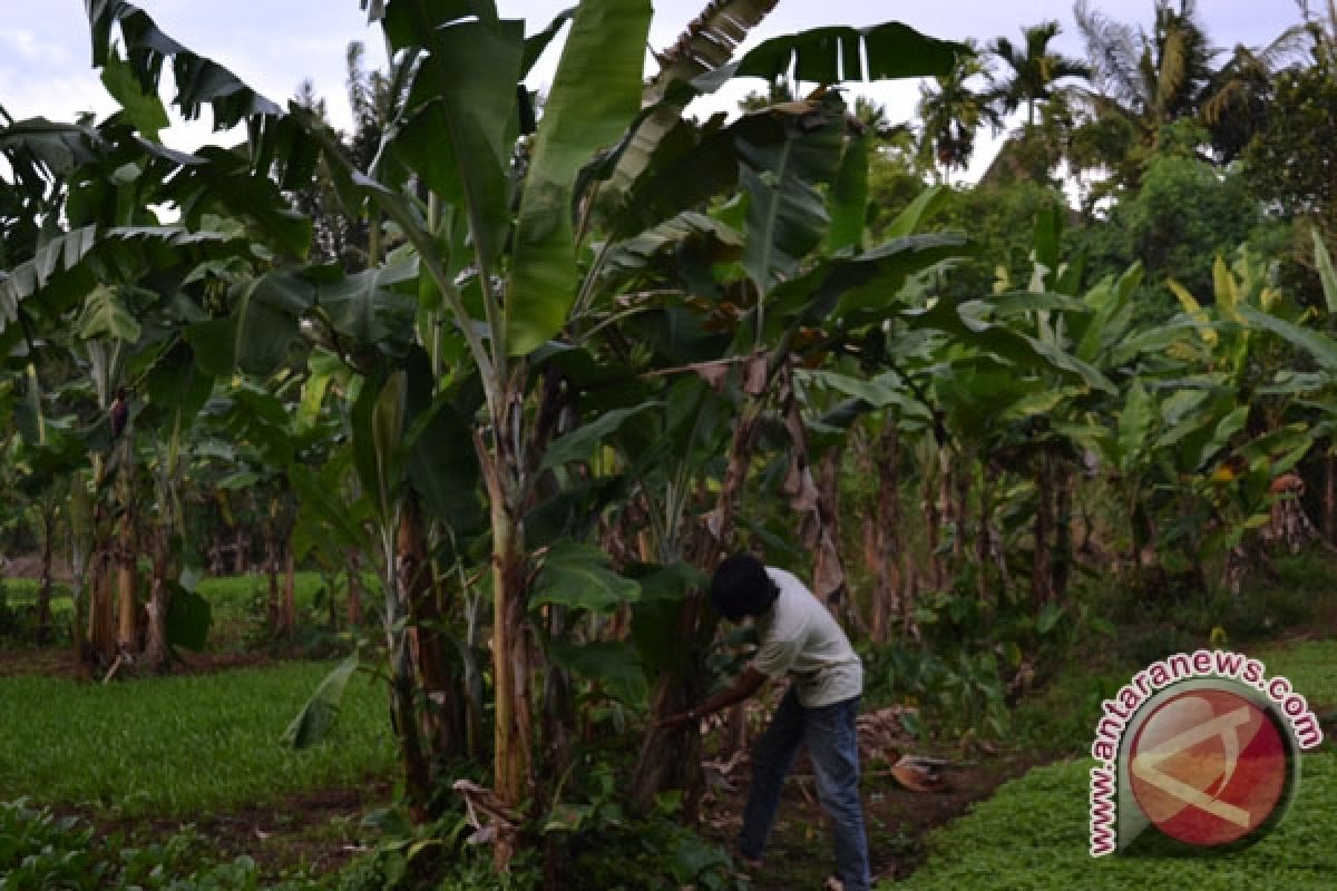 Kemenristekdikti tertarik kembangkan pisang dan ubi Rejanglebong