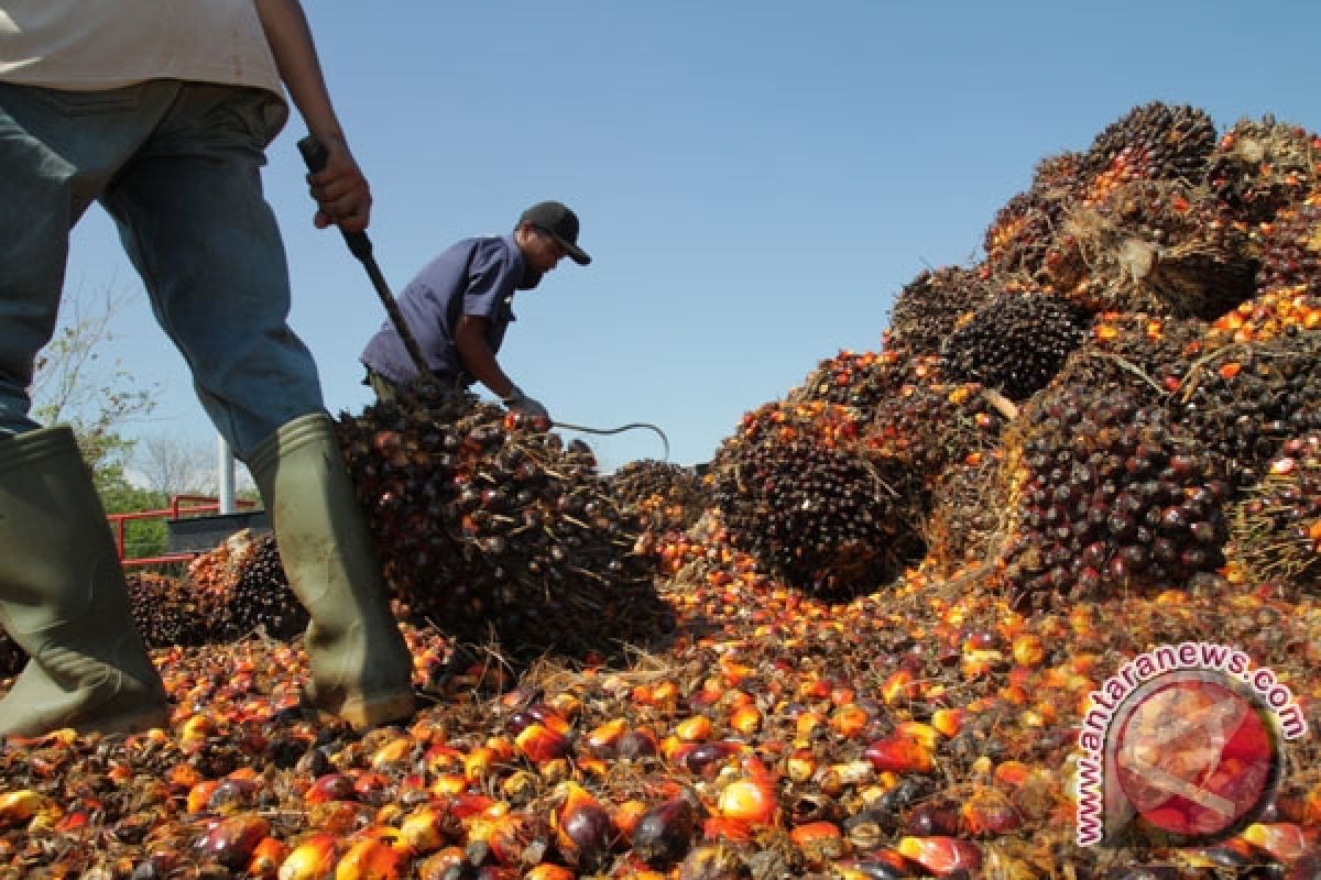 Harga CPO Jambi naik Rp109 per kilogram