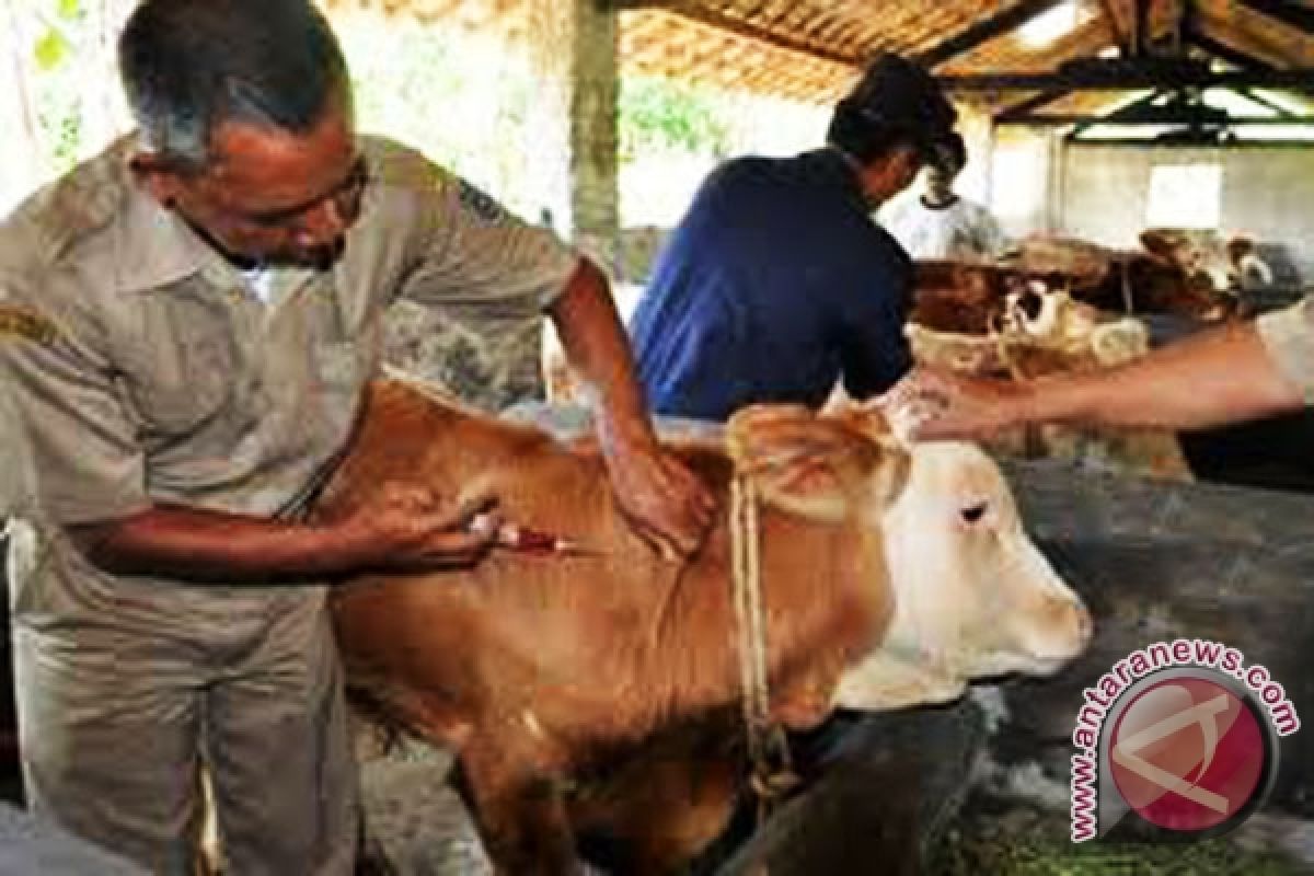 1.000 ekor ternak divaksin cegah penyakit ngorok