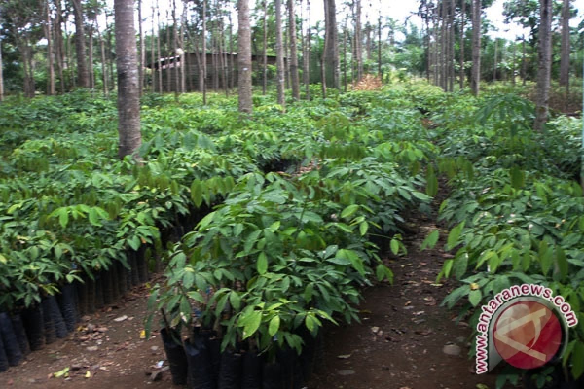 Petani Bengkulu peroleh 67 ribu karet unggul