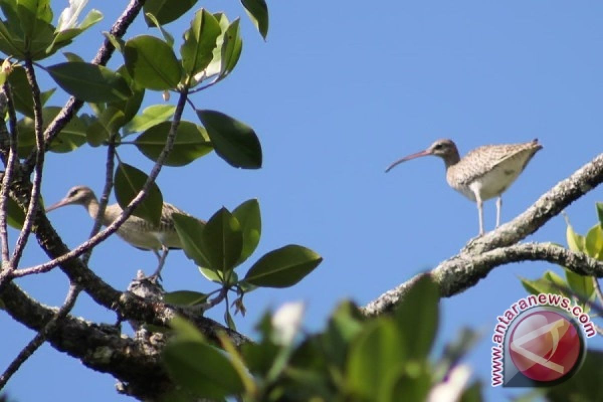 Buah ara Pulau Enggano memikat burung migran 