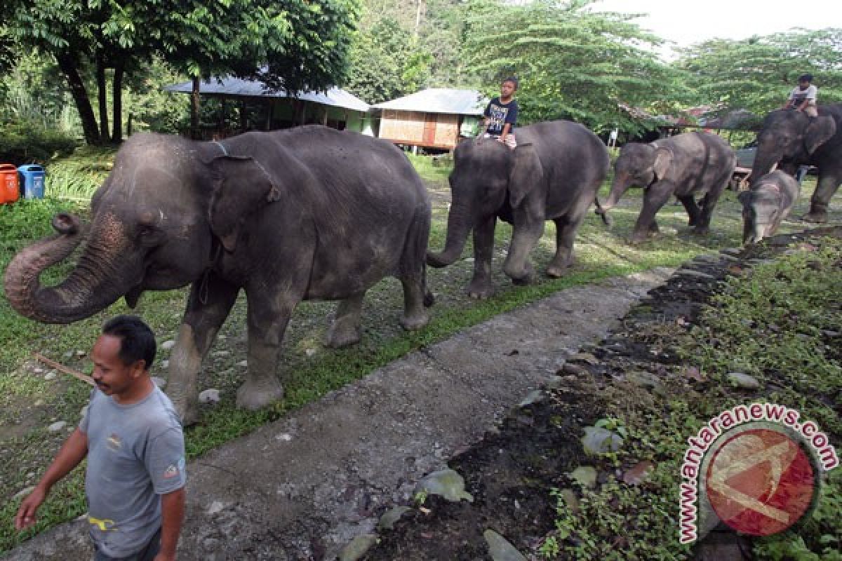 RAN: ekosistem Leuser terancam punah akibat sawit