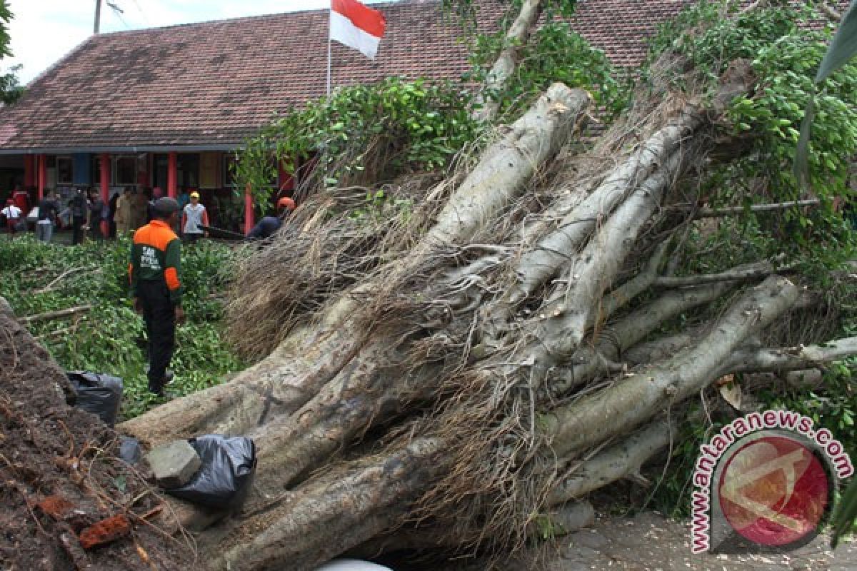 Angin kencang robohkan sejumlah pohon di Malang 