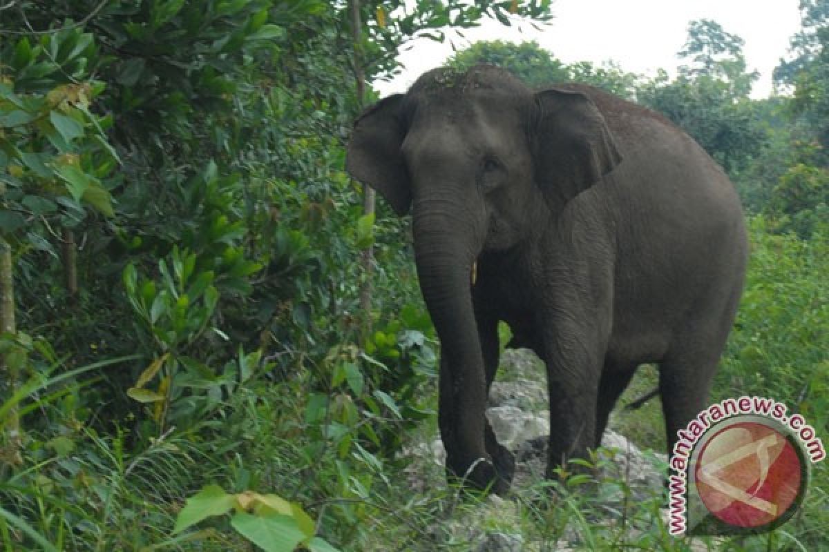 Wild elephant enters village in Riau
