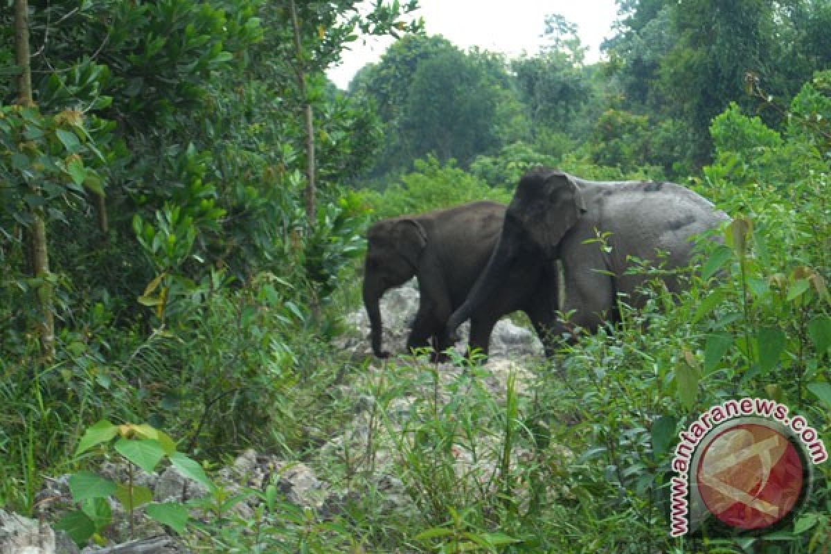 Gajah liar "bermukim" di halaman rumah warga