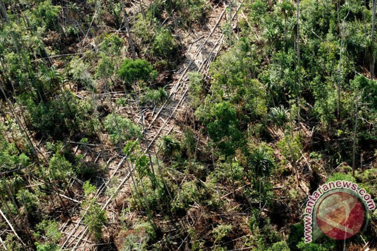 18.107 hektare kebun sawit Riau tak produktif