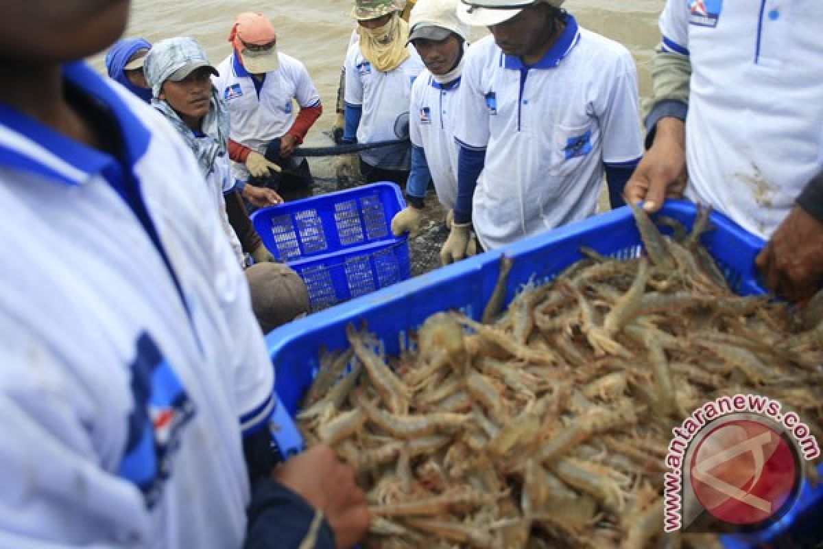 Potensialnya udang putih