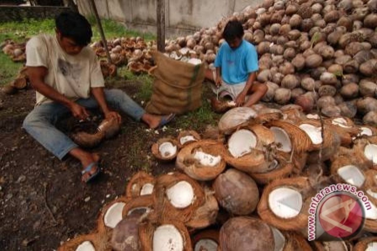 Sulut ekspor tepung kelapa ke China