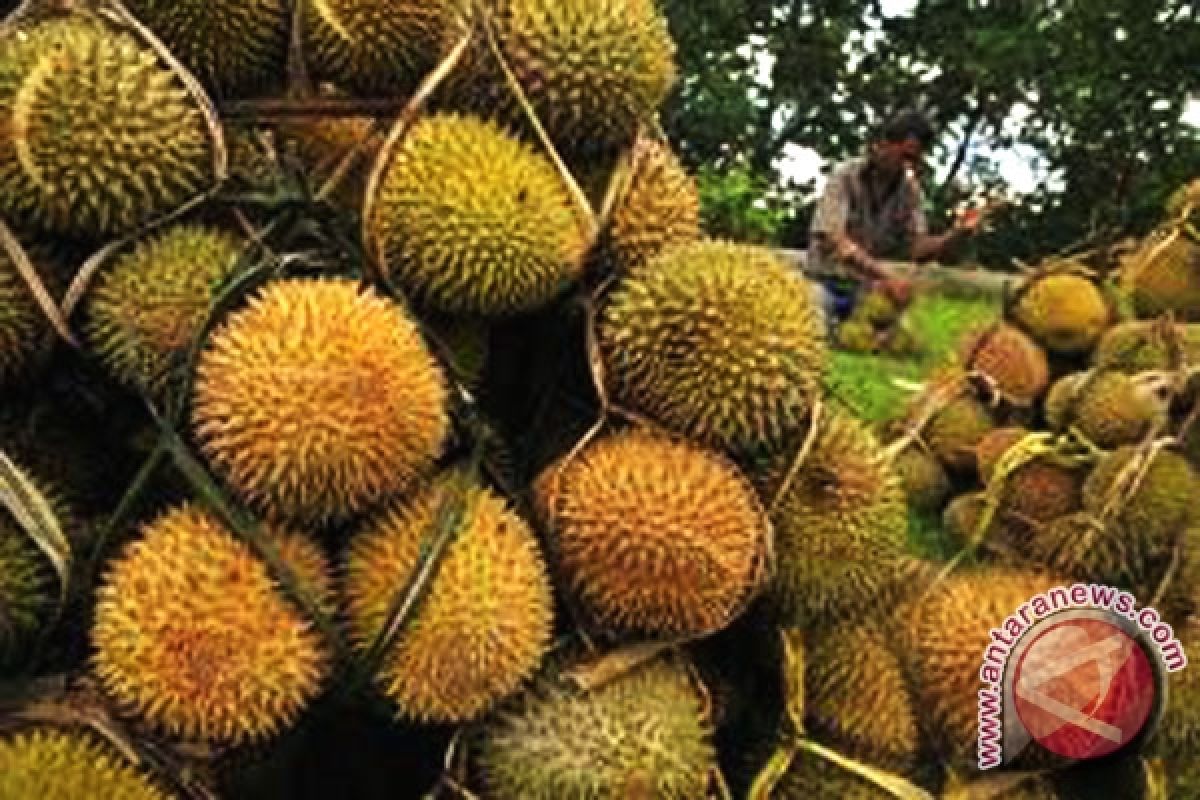 Durian pendapatan alternatif petani Bengkulu