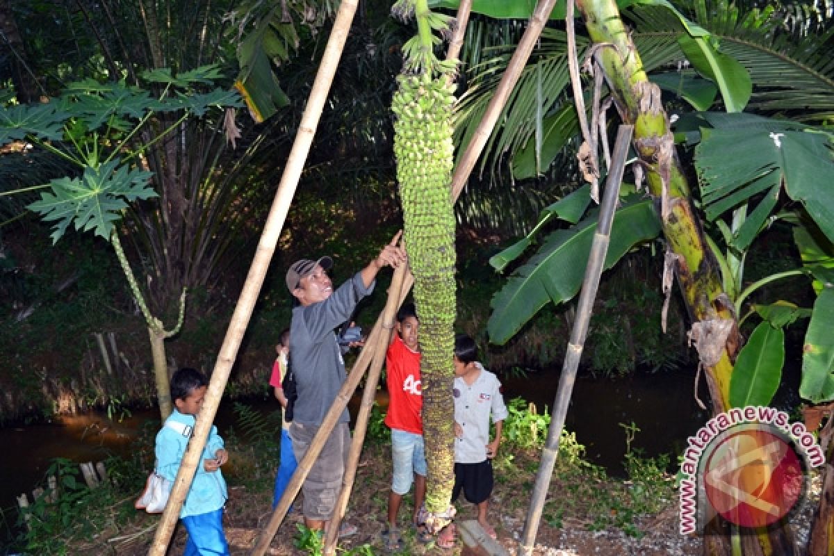 Dosen pertanian Unib teliti pisang berbuah dua meter