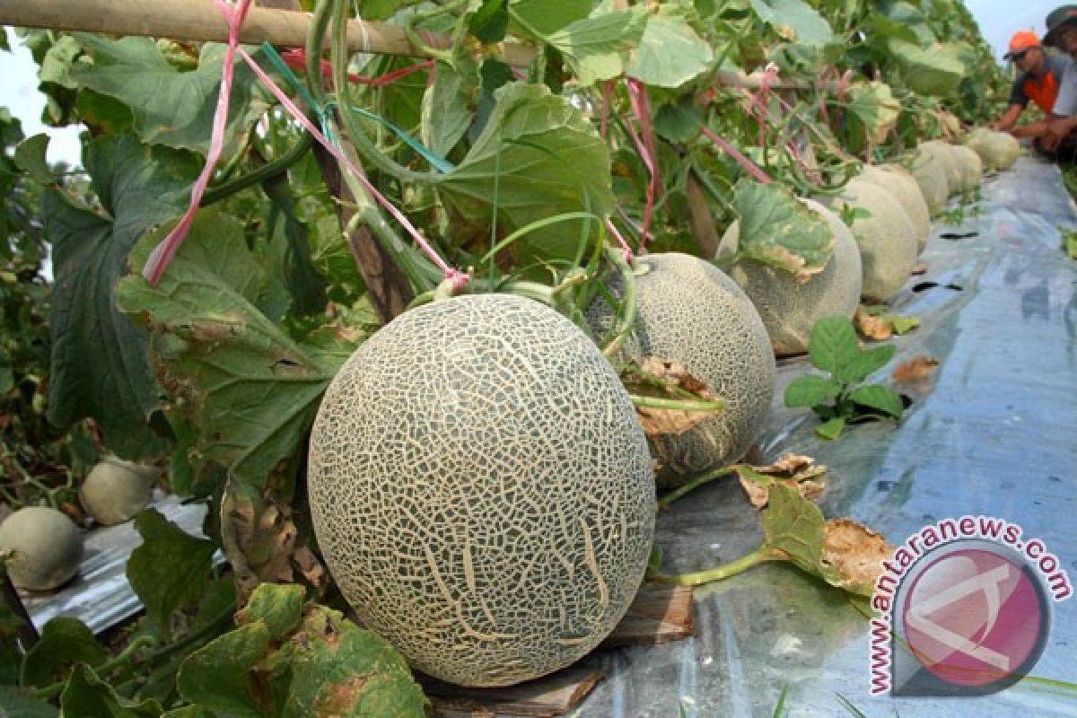 UGM kembangkan melon tahan cuaca ekstrem