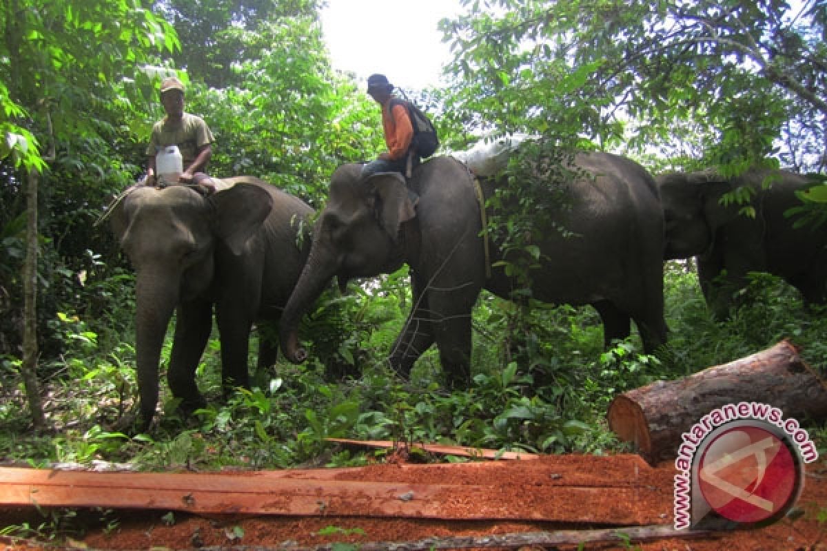 Puluhan gajah ngamuk gegerkan warga tebo jambi