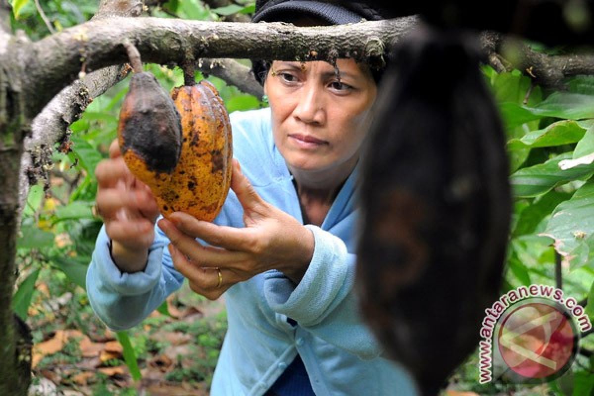 Tanaman kakao di Mamuju diserang penyakit pembuluh kayu