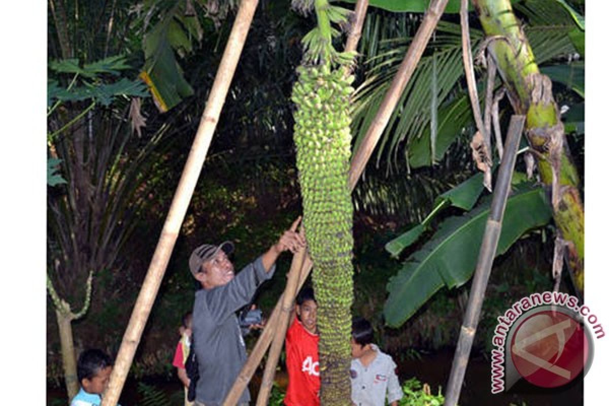 Tandan pisang berbuah sepanjang dua meter 