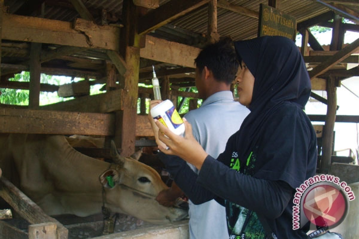 Ratusan ternak sapi mati akibat penyakit ingusan