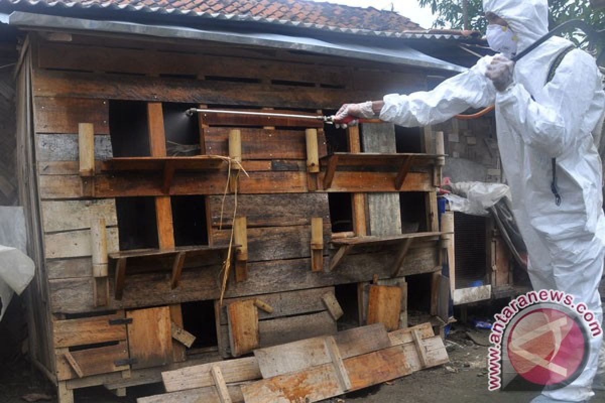 Kematian ratusan hewan unggas di Garut meluas