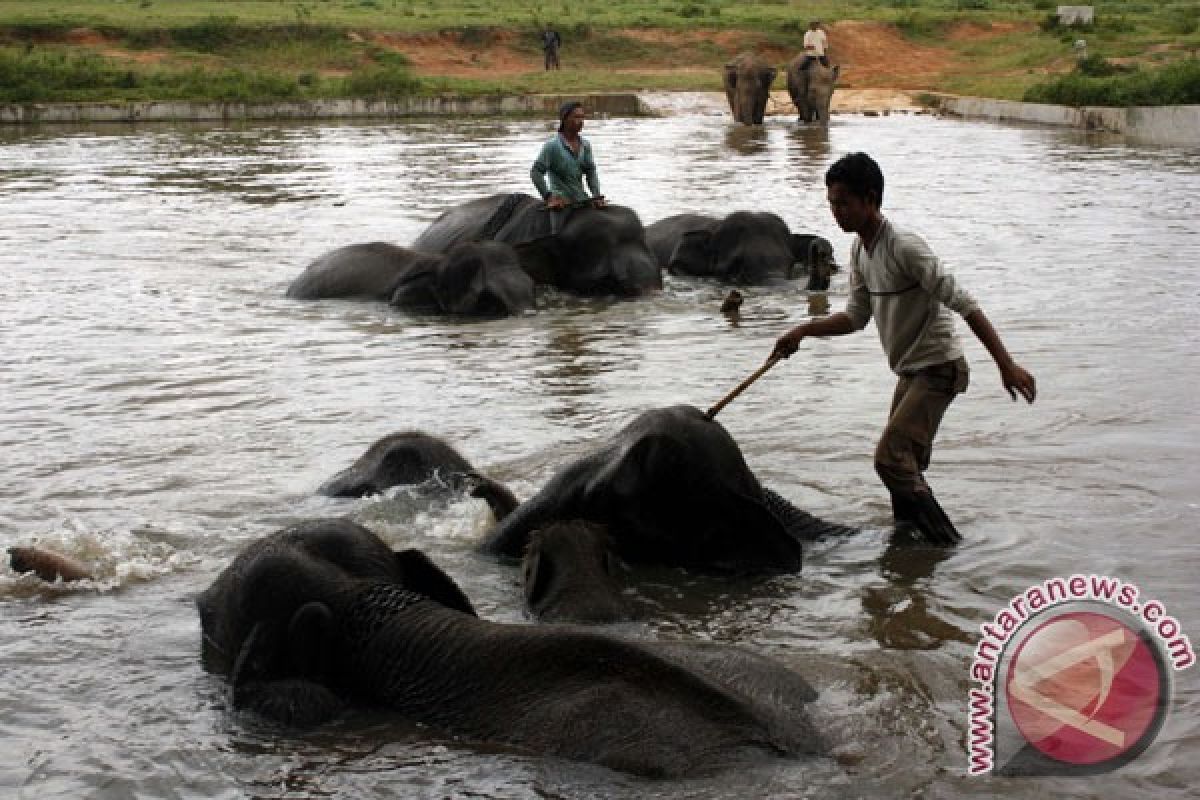 Elephant hospital set up in Way Kambas Lampung